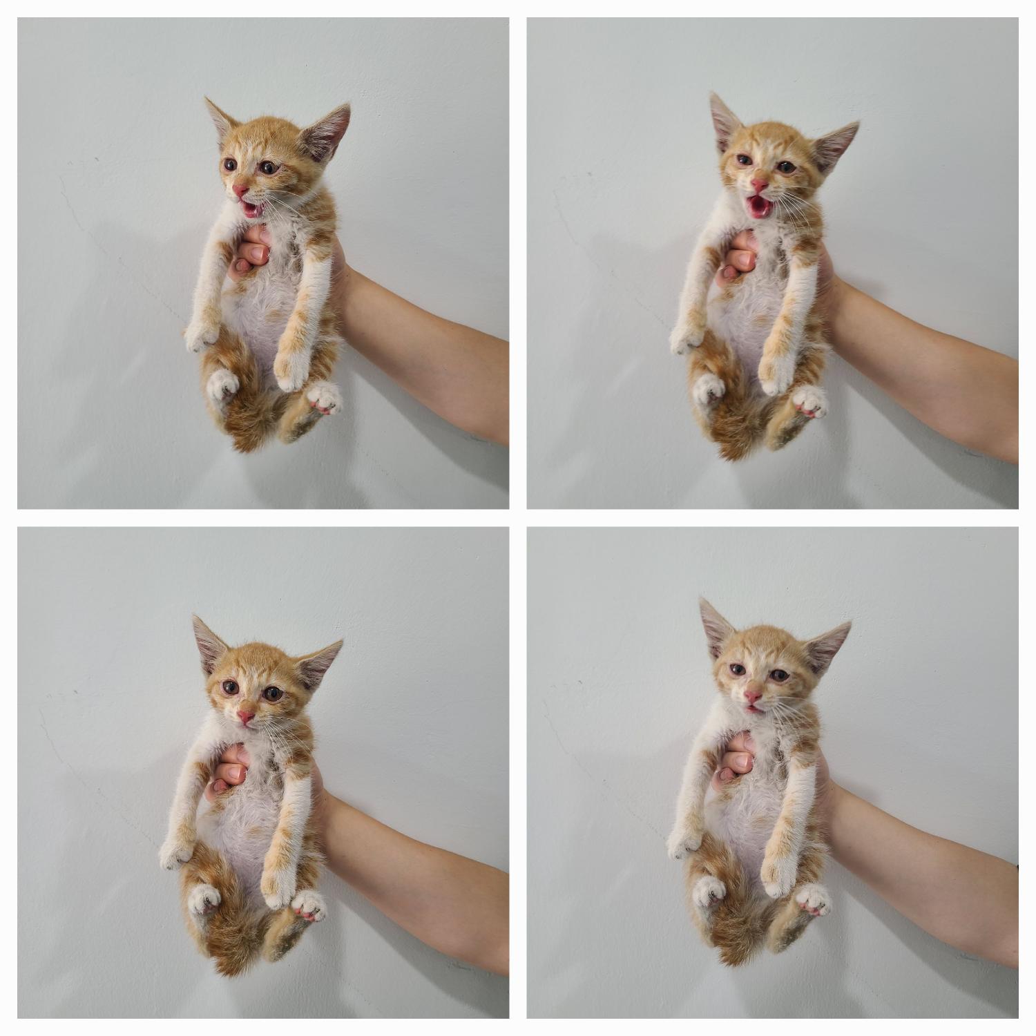 한국 고양이 이미지 파일 입니다.